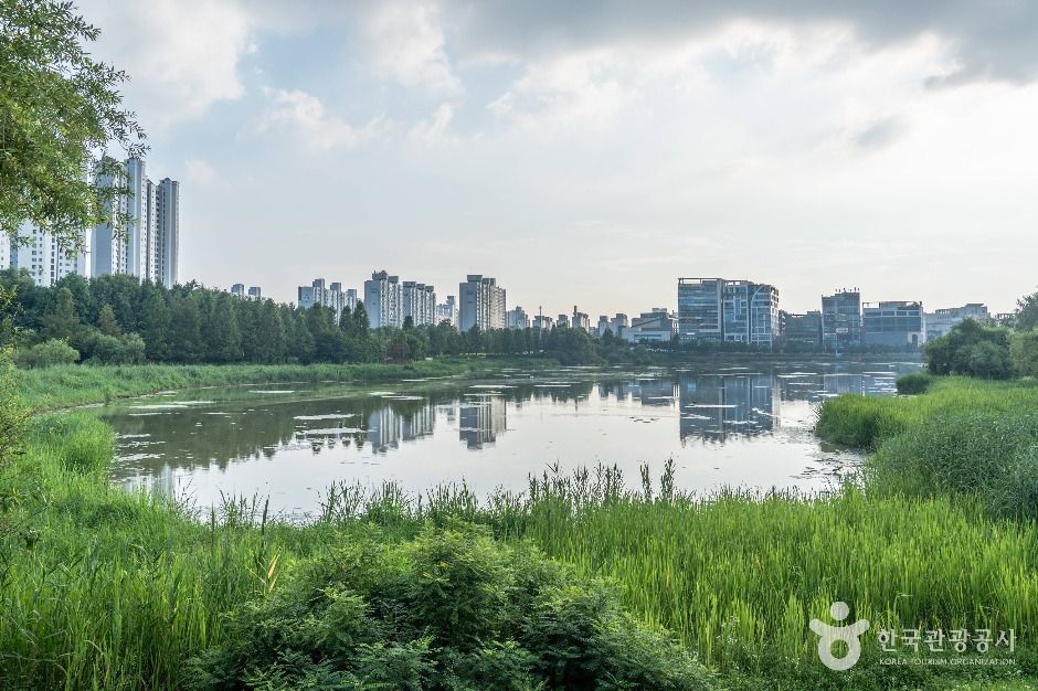 평택_배다리지 (1)