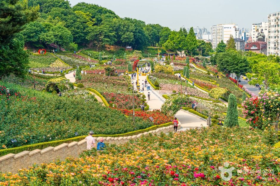 부천_백만송이장미원 (1)