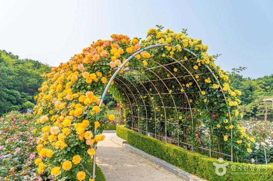 부천_백만송이장미원 (4)