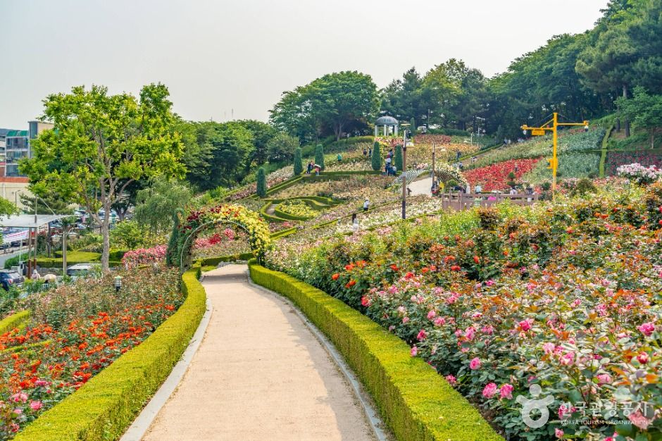 부천_백만송이장미원 (3)