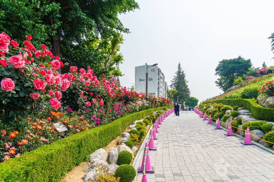 부천_백만송이장미원 (8)