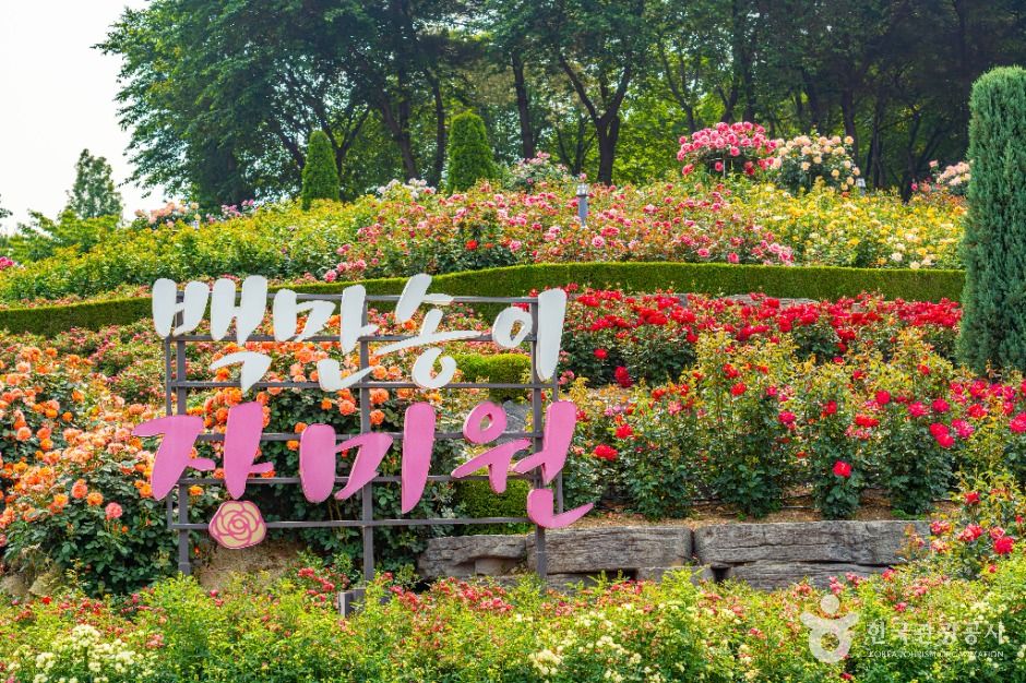 백만송이장미원