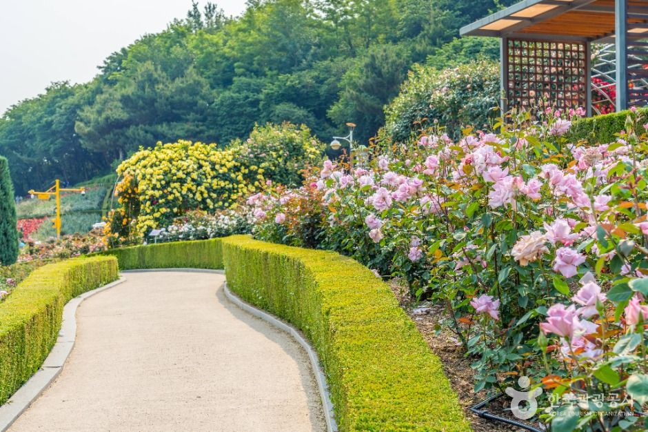 부천_백만송이장미원 (10)