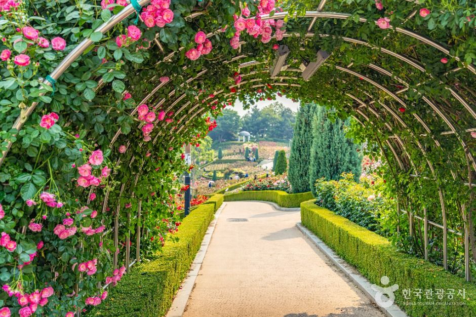 부천_백만송이장미원 (9)