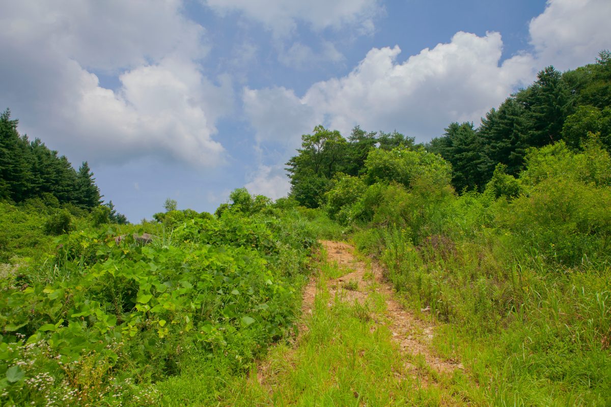 경기도_양평군_벗고개_인도2