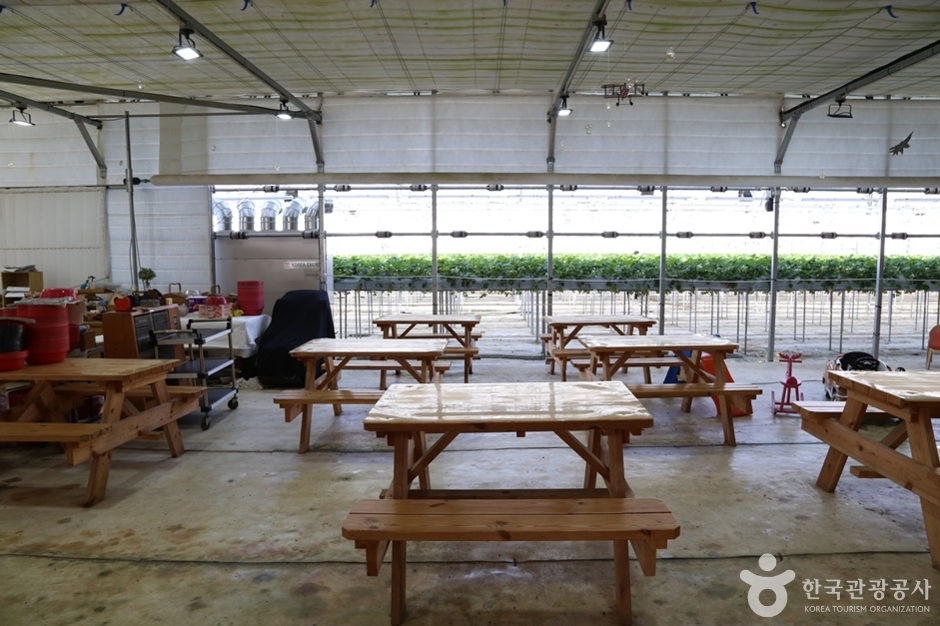 남양주_별마을딸기체험농장 (8)