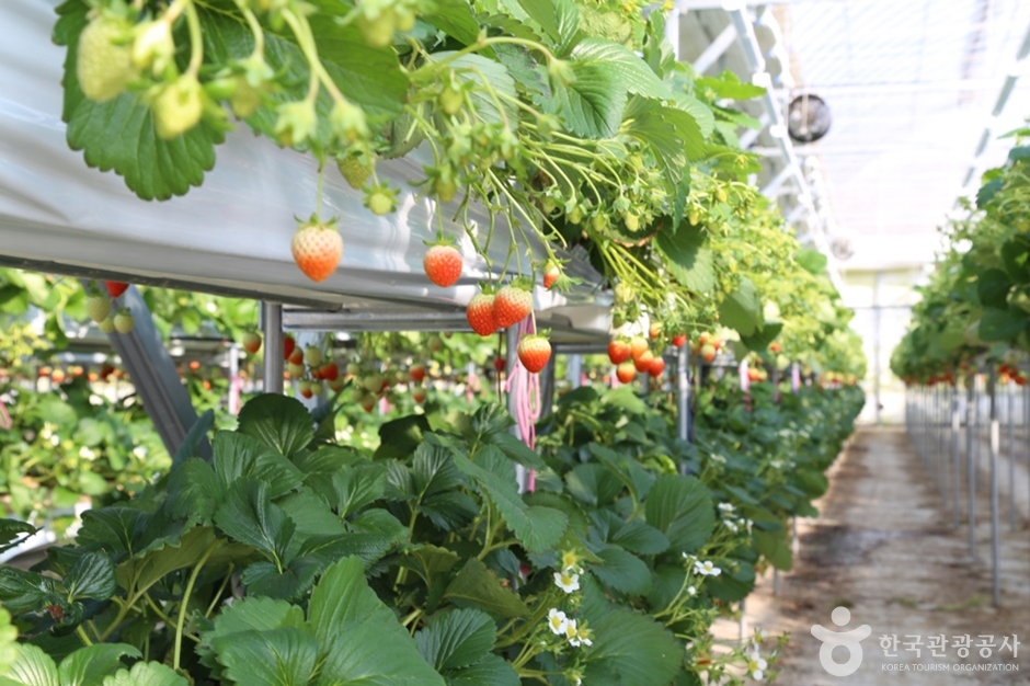 남양주_별마을딸기체험농장 (7)