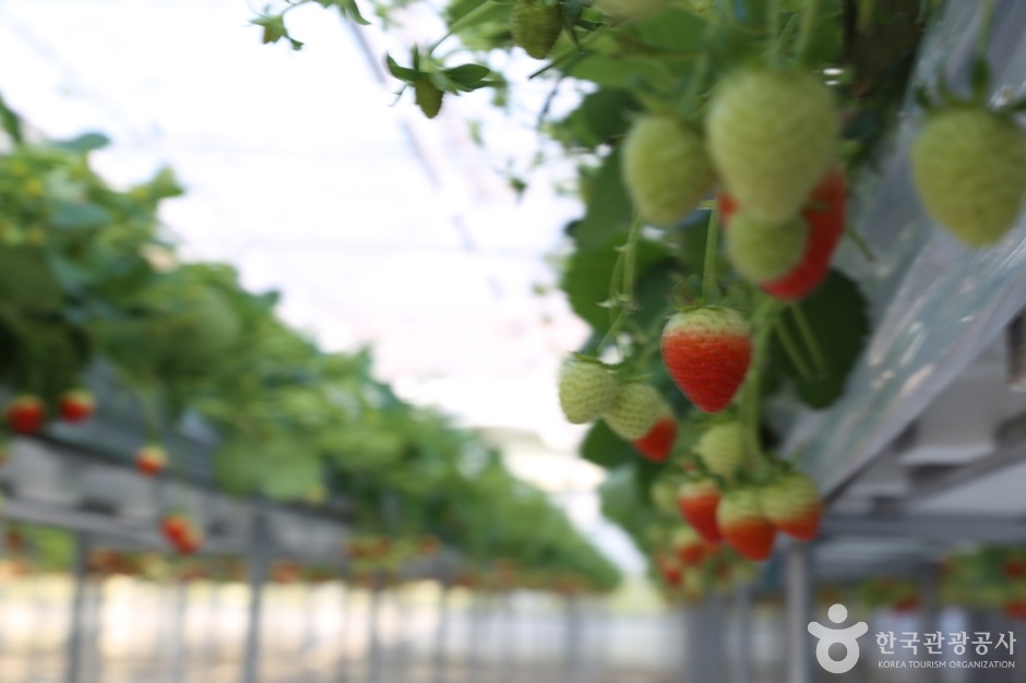 남양주_별마을딸기체험농장 (6)