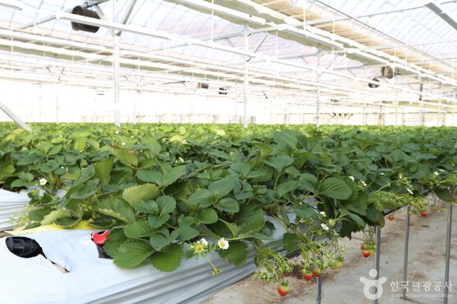 남양주_별마을딸기체험농장 (3)
