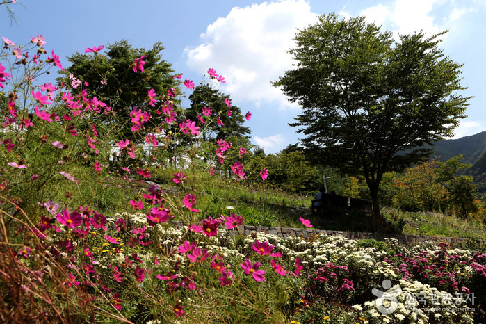 병목안 시민공원 야생화정원