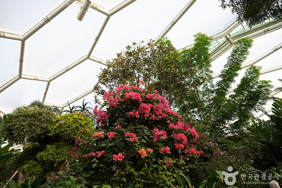 경기_부천_부천호수식물원 수피아_e (10)