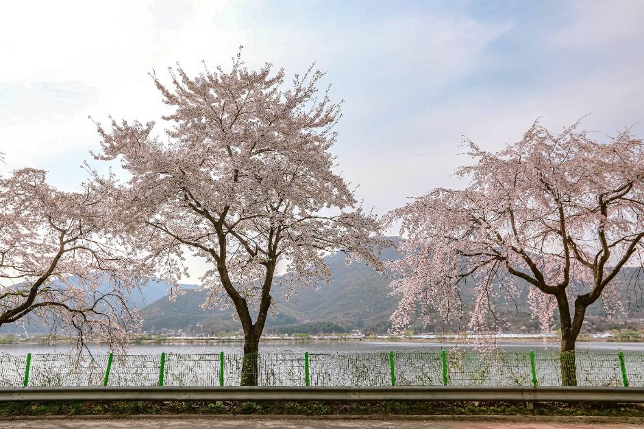 북한강로 벚꽃길