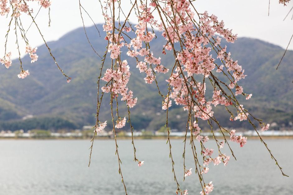 양평_북한강로벚꽃길 (2)