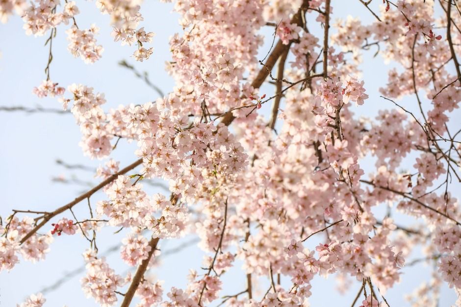 양평_북한강로벚꽃길 (3)