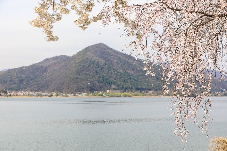 양평_북한강로벚꽃길 (4)