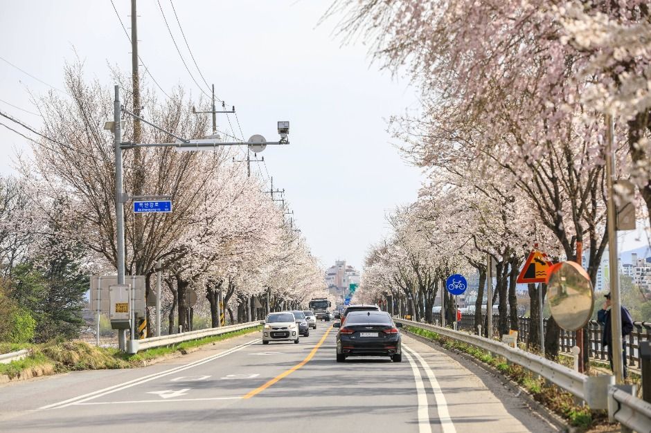 양평_북한강로벚꽃길 (5)