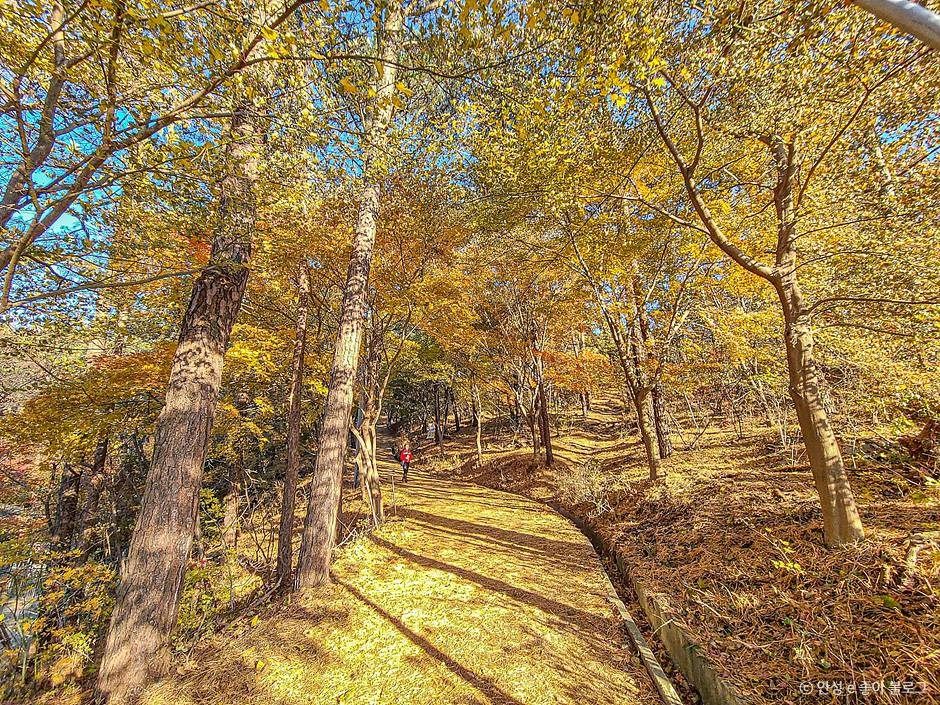 안성_비봉산 (2)