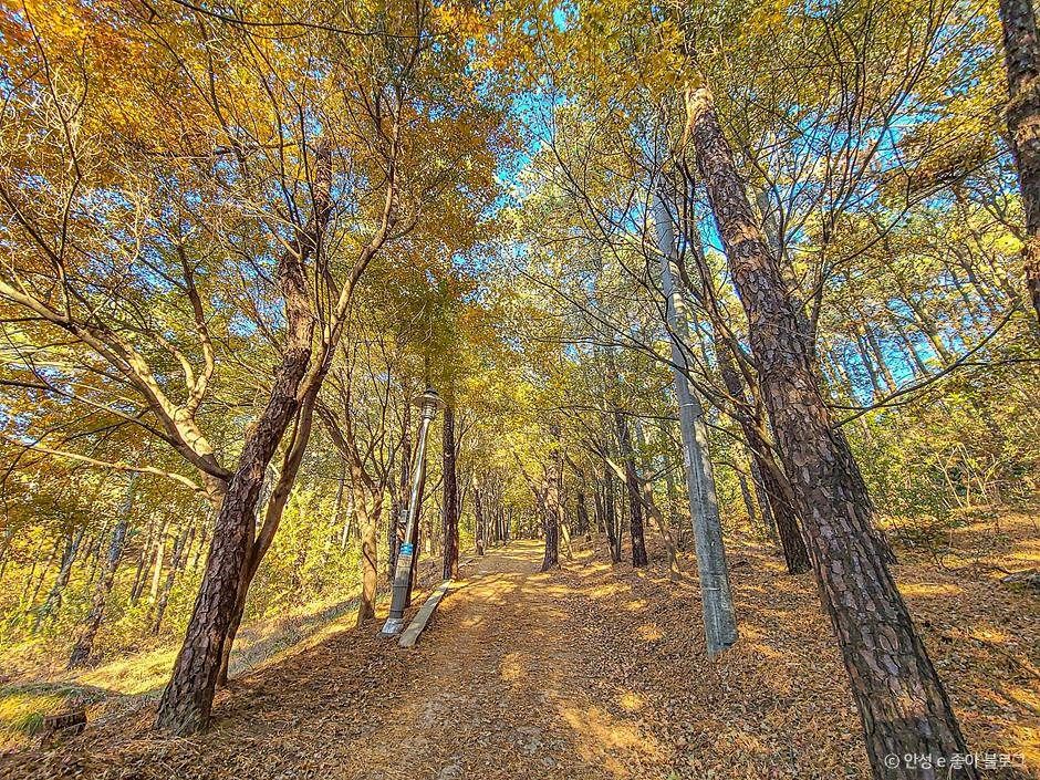 안성_비봉산 (3)