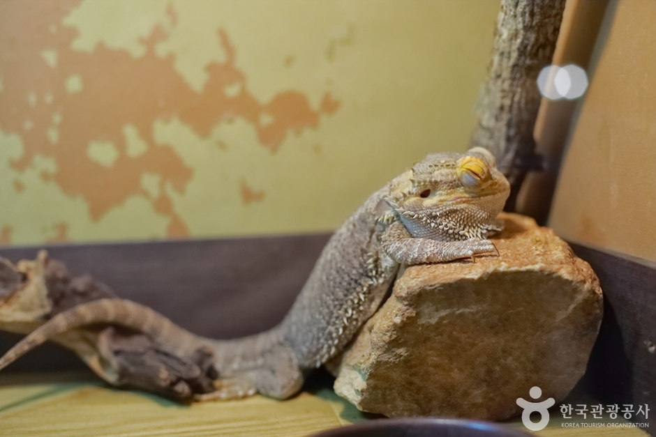 사파리 체험 테마파크 (15)