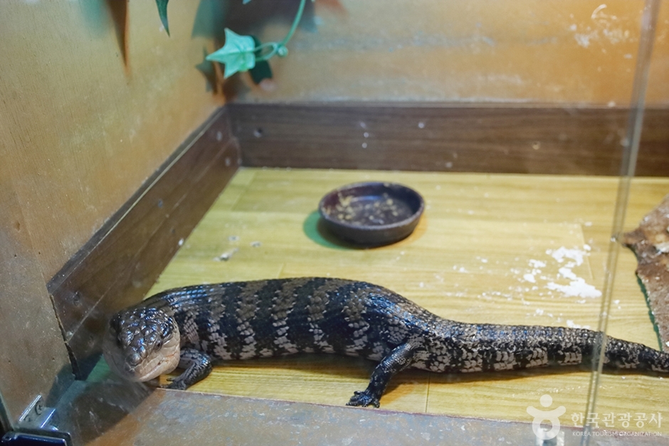 사파리 체험 테마파크 (16)