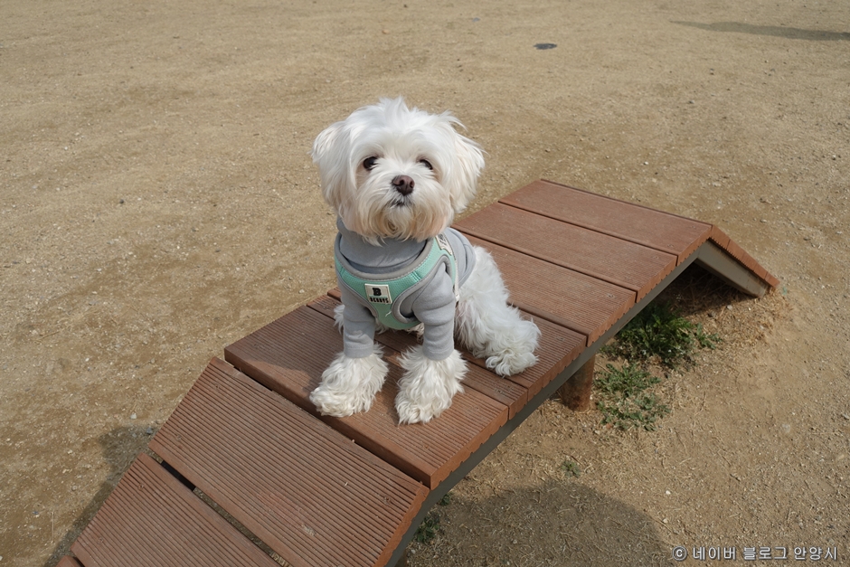 경기도_안양시_삼막애견공원_공원내부3