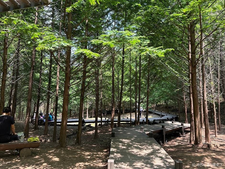 서울대공원 산림욕장