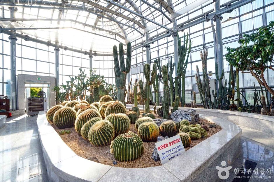 경기_고양_선인장다육식물연구소(구 선인장연구소) (4)