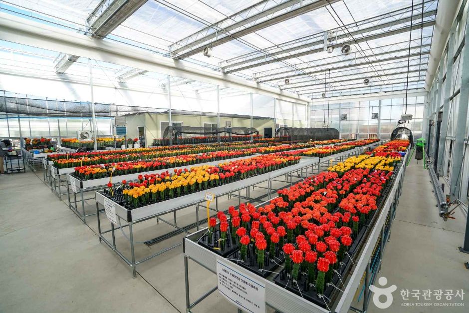 경기_고양_선인장다육식물연구소(구 선인장연구소) (5)