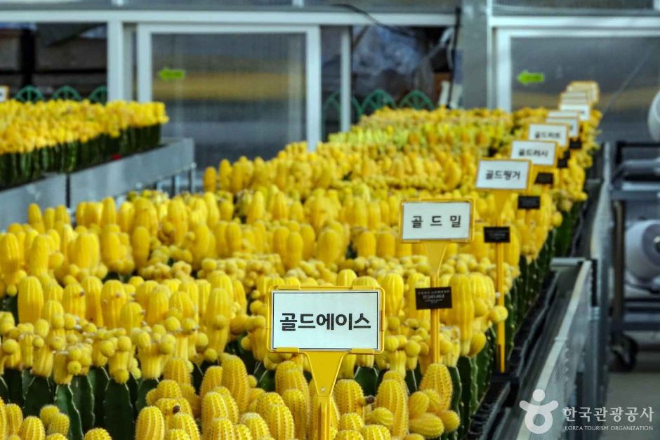 경기_고양_선인장다육식물연구소(구 선인장연구소) (6)