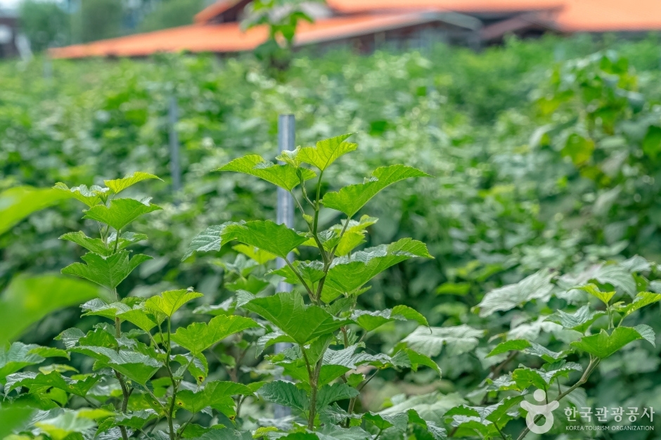 소담산딸기 (11)