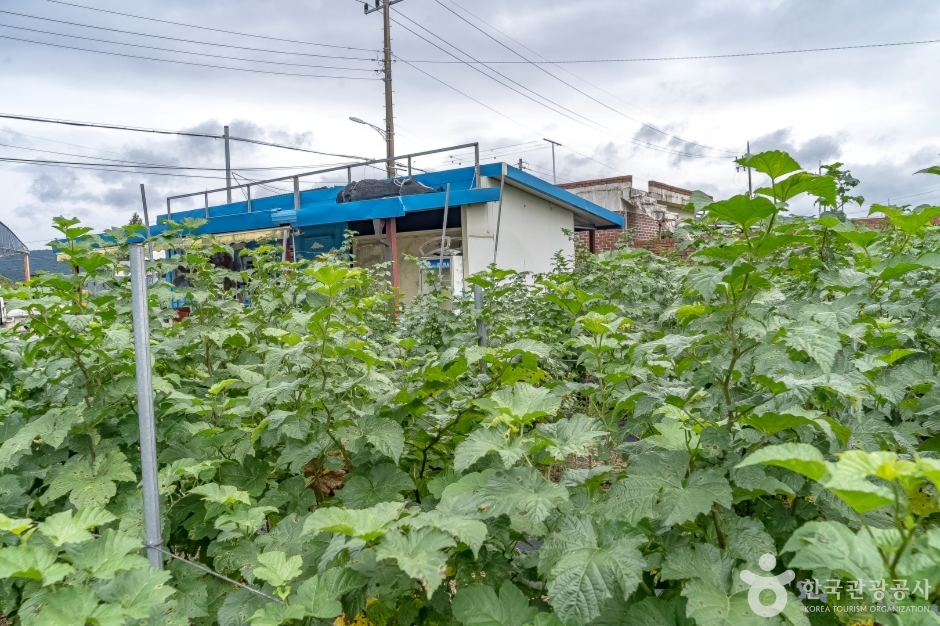 소담산딸기 (12)