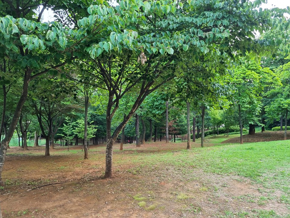 수지체육공원_숲길