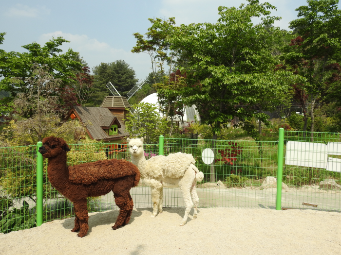 아침고요가족동물원_가평_5