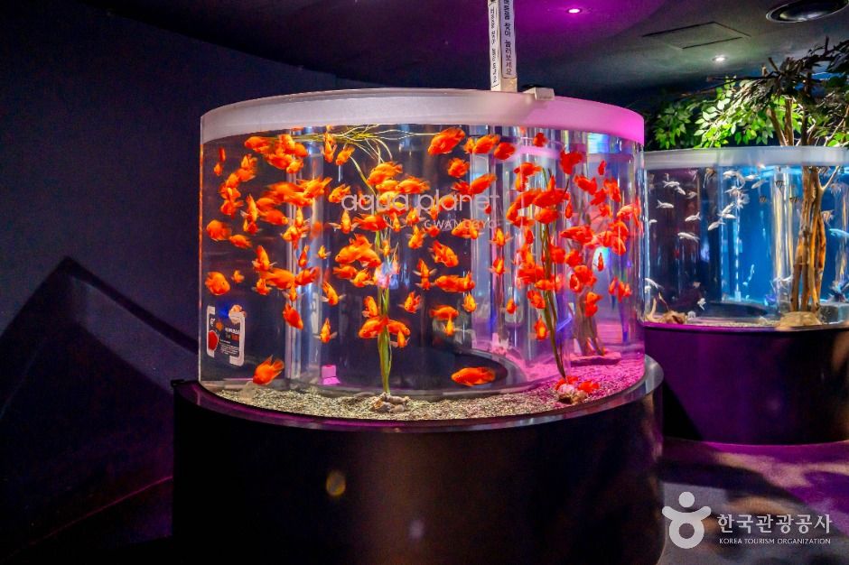 수원_아쿠아플라넷 광교 (4)