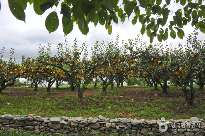 서일농원(전통된장)