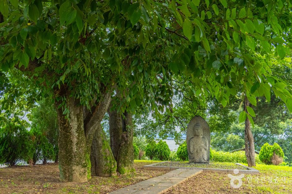 안성_양성 석조여래입상 (6)