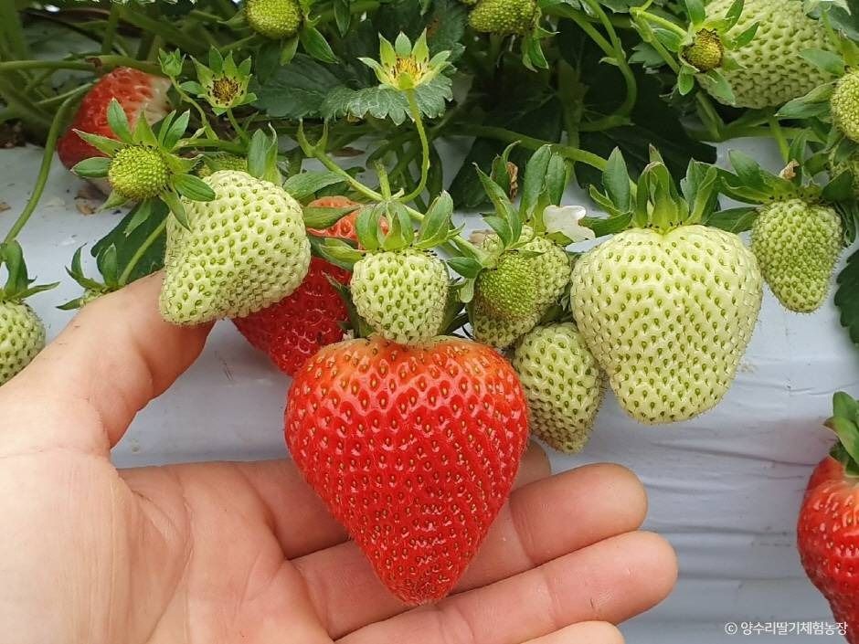 양평_양수리딸기체험농장 (7)