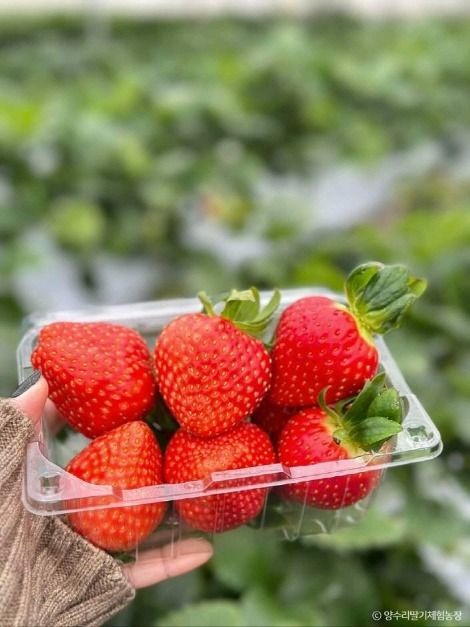 양평_양수리딸기체험농장 (8)