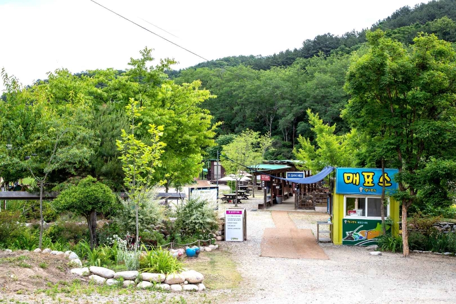 양평 양떼목장 (1)