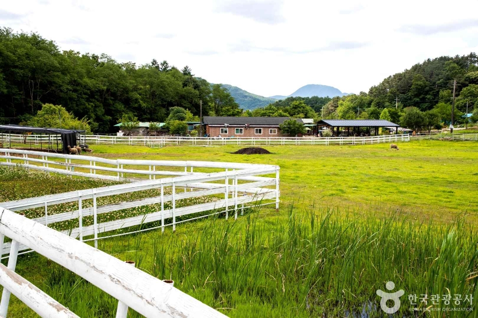 양평 양떼목장 (3)