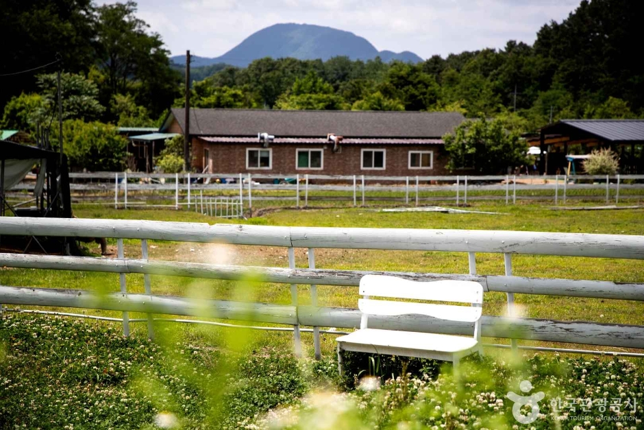 양평 양떼목장 (4)