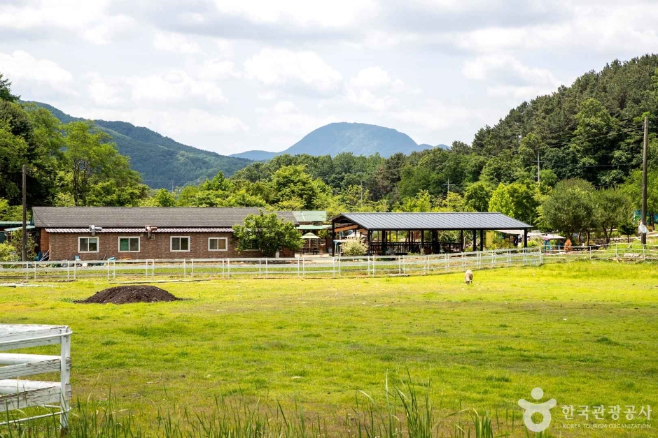양평 양떼목장 (5)