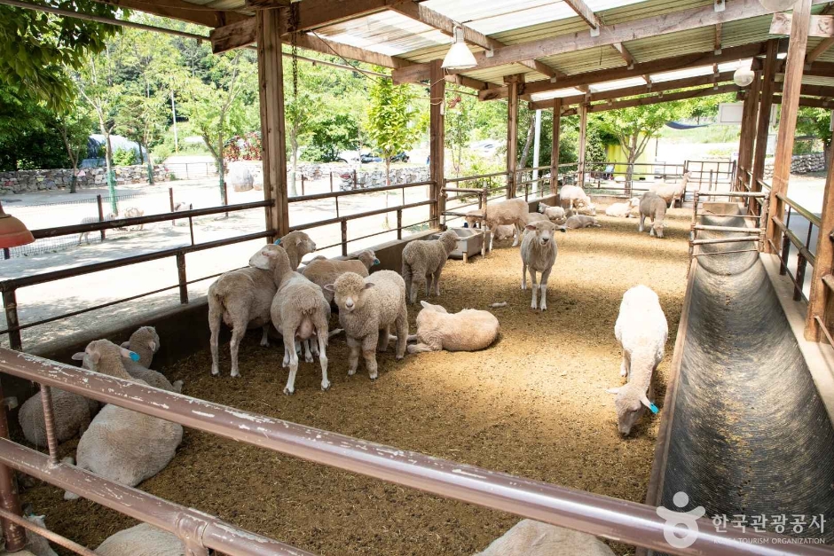 양평 양떼목장 (8)