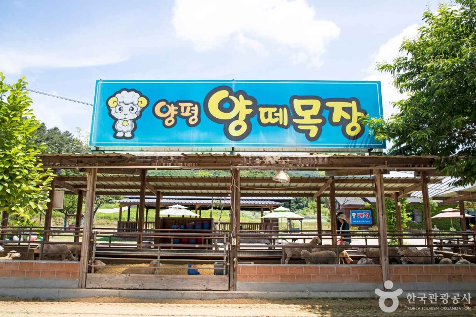 양평 양떼목장 (9)