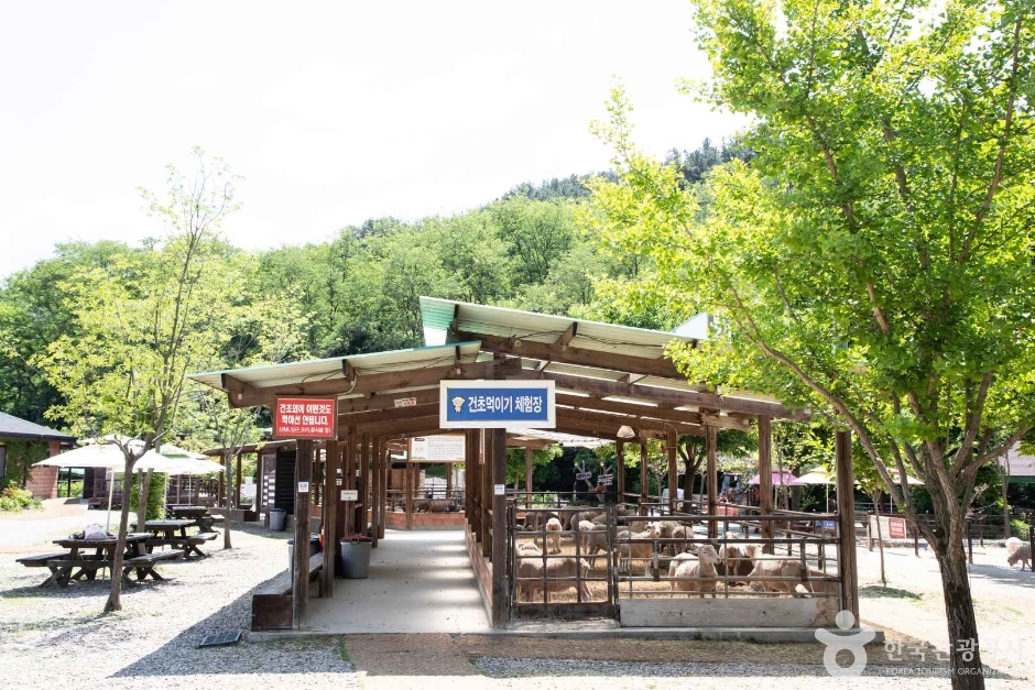 양평 양떼목장 (10)