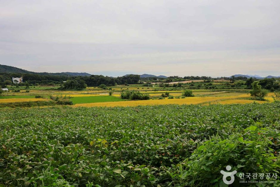 경기_여주_여주 오감도토리마을 (6)