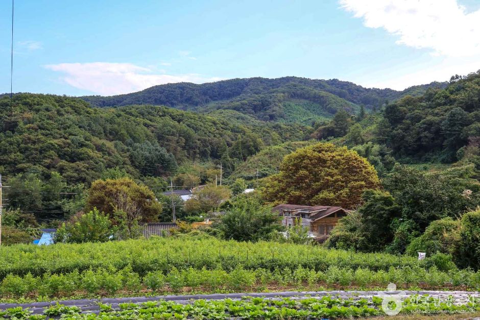 경기_여주_여주 팜스테이마을 (7