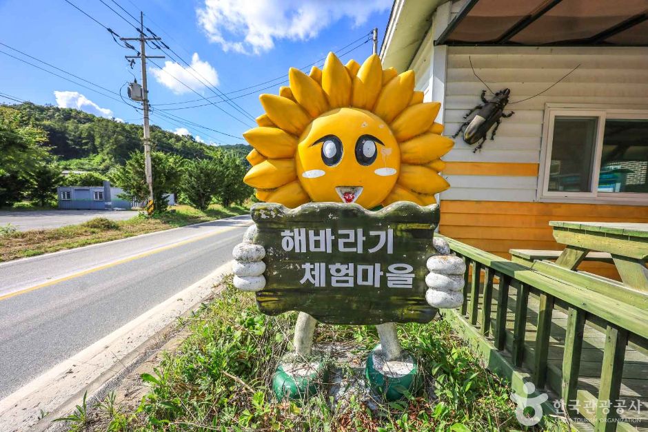 경기_여주_여주 해바라기마을 (2)