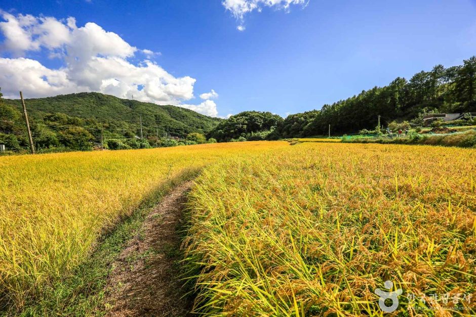 경기_여주_여주 해바라기마을 (6)