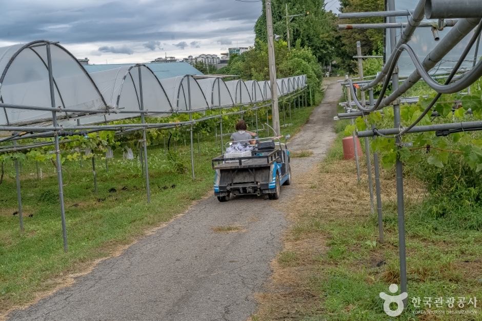 오하포도농원 (4)